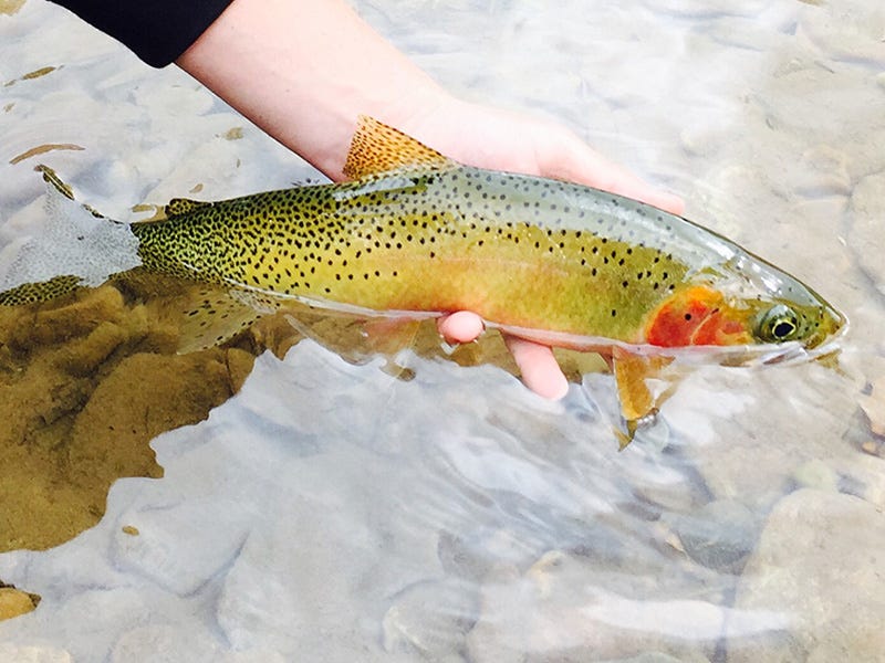 Coeur d'Alene River Report 4.25.16