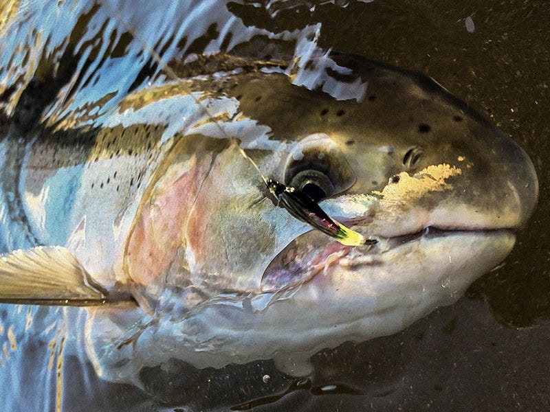 Dry Line Season: The Joy of Swinging For Summer Steelhead with a Floating Line