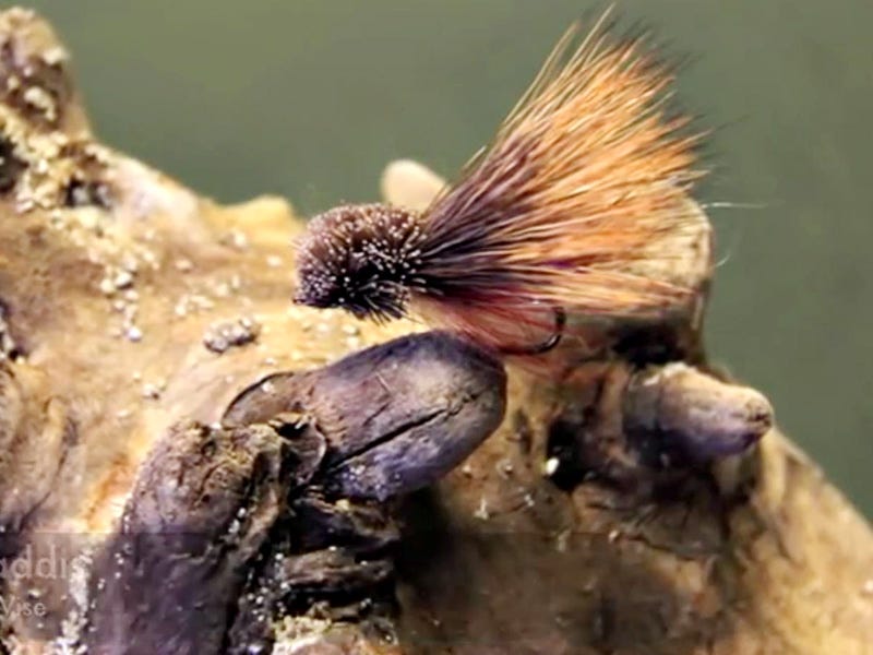 Keller's October Caddis