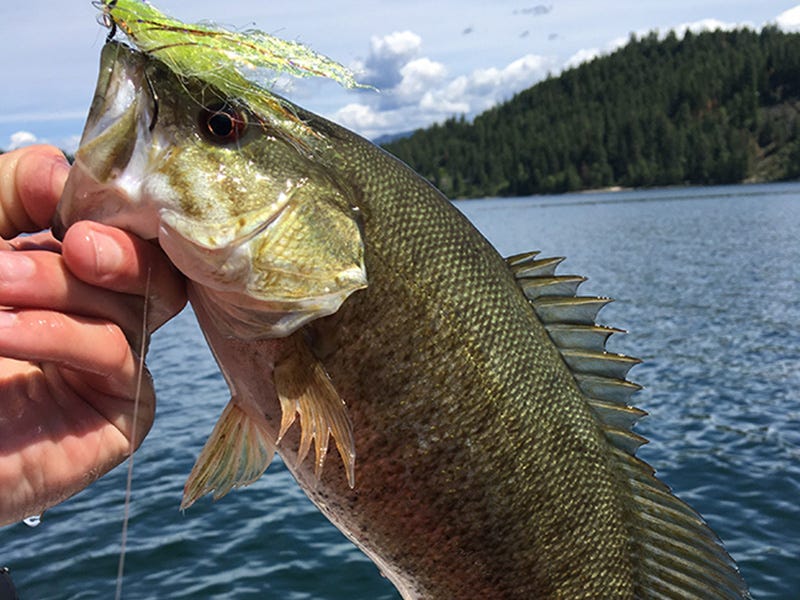 Lake Pend O'reille Report 6.1.16