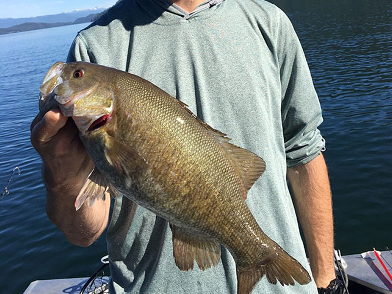 Lake Pend O'reille Report 6.4.16