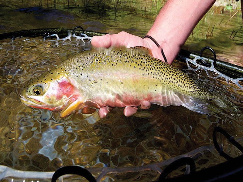 Lewiston River Report 7.7.16