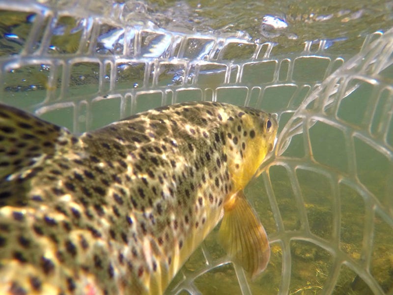 Madison River Report 8.4.16