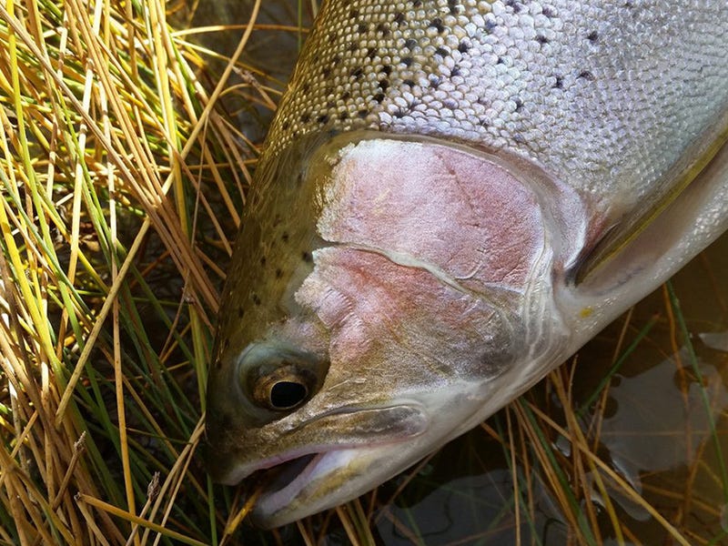 Missouri River Report 10.21.16