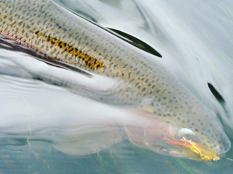Missouri River Report 10.27.16