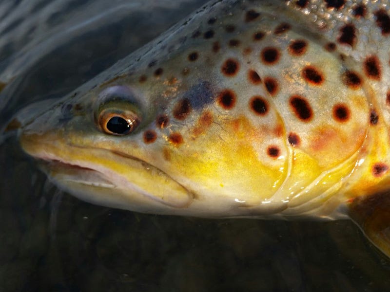 Missouri River Report 10.7.16