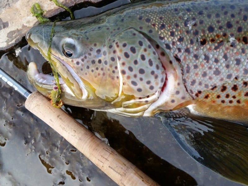 Missouri River Report 11.10.16