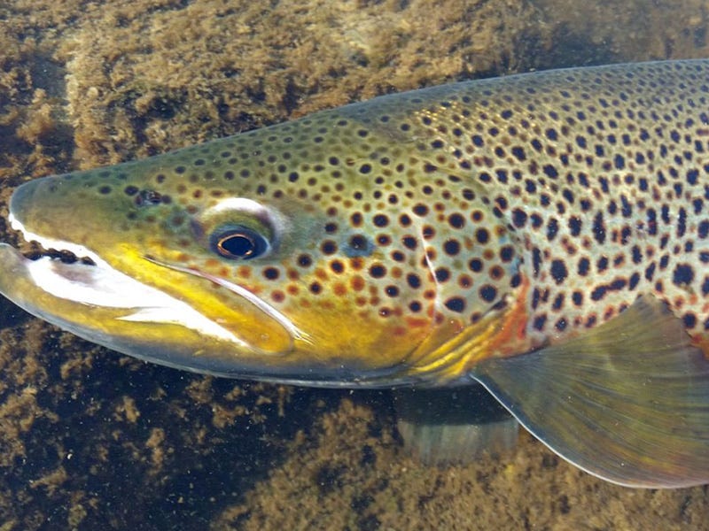 Missouri River Report 11.3.16