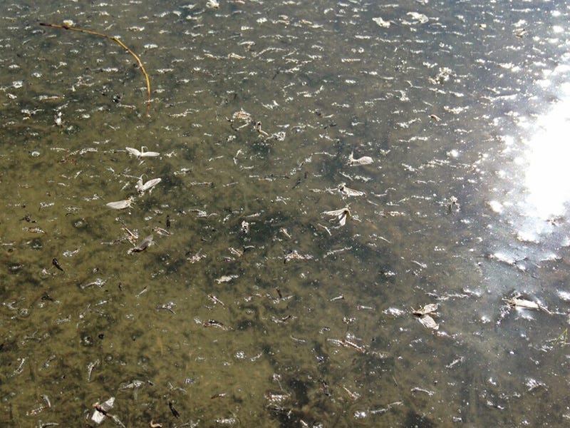 Missouri River Report 4.12.16
