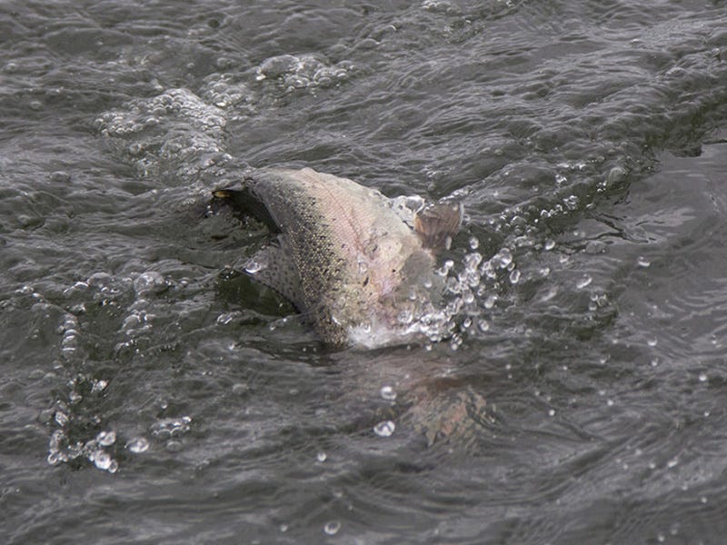 Missouri River Report 5.17.16