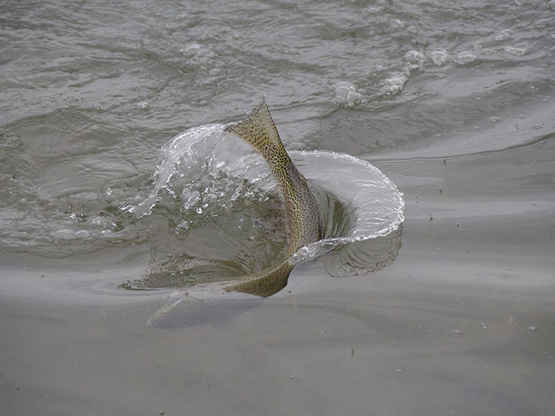 Missouri River Report 5.2.16