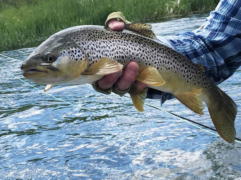 Missouri River Report 6.1.16