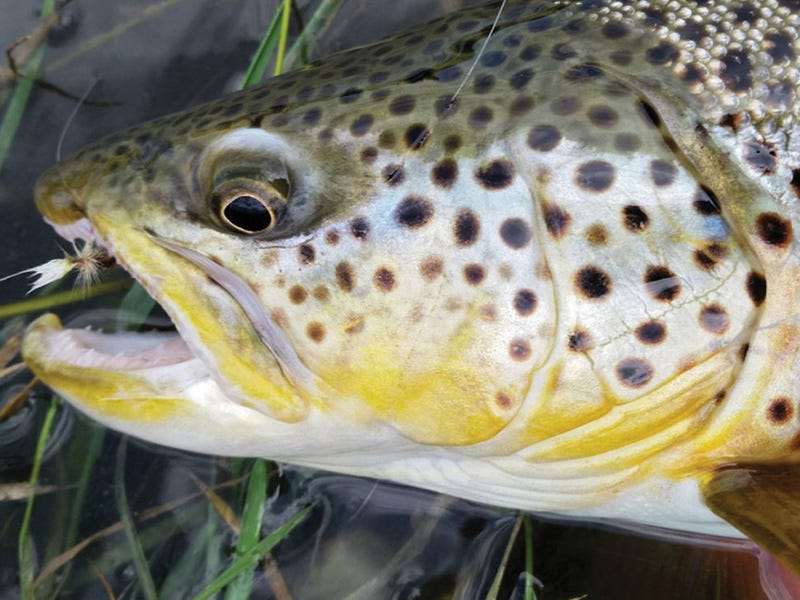 Missouri River Report 6.14.16