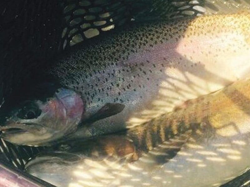 Missouri River Report 6.21.16