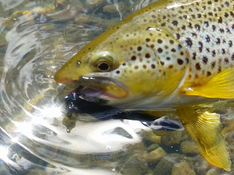 Missouri River Report 6.29.16