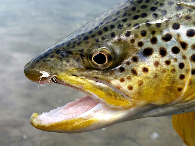 Missouri River Report 6.9.16