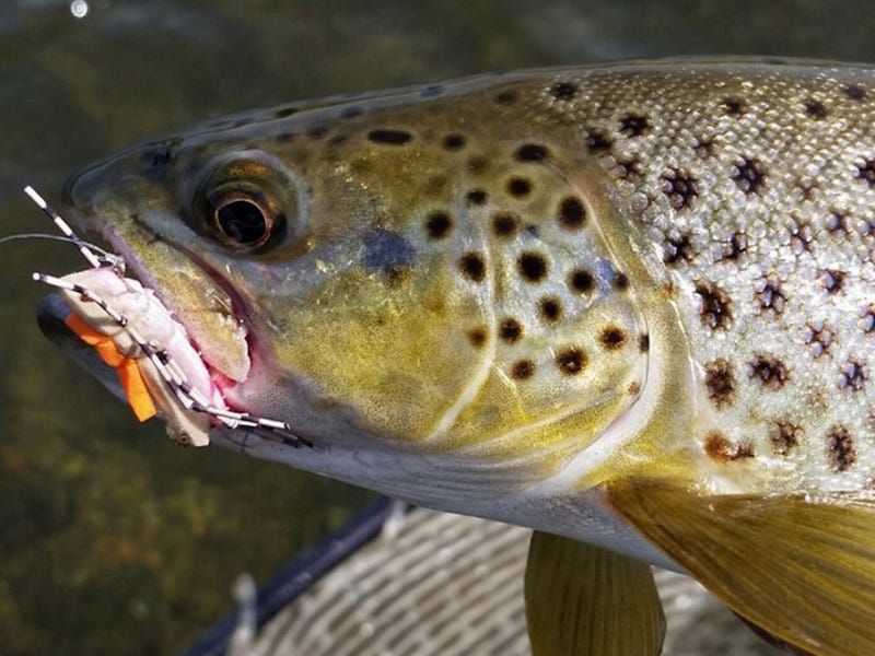 Missouri River Report 8.21.16
