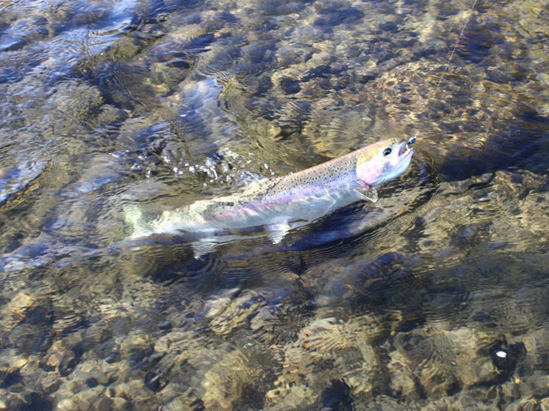 Okanogan Steelhead Opener