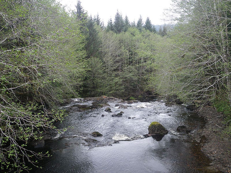 Prince of Wales: Steelhead Fishing