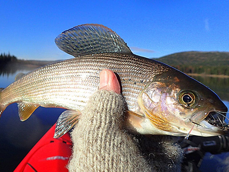 Rogers Lake Report 11.7.2016