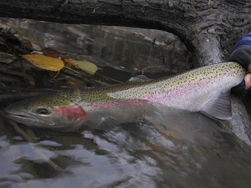 Showtime on the Upper Columbia