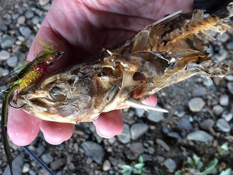 Spokane River Report 10.12.16