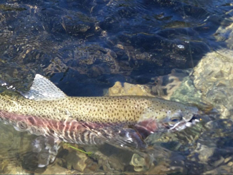 Spokane River 6.21.16