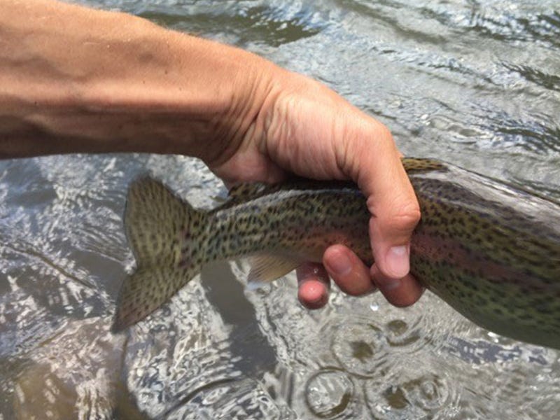 Twisp River 8.5.16