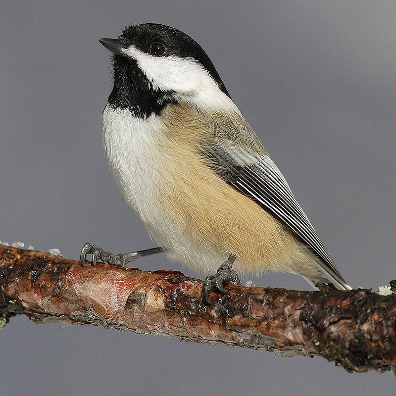 black-capped-chickadee