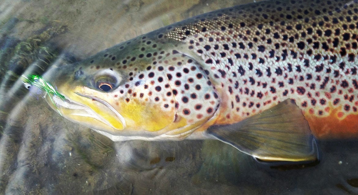 gs-brown