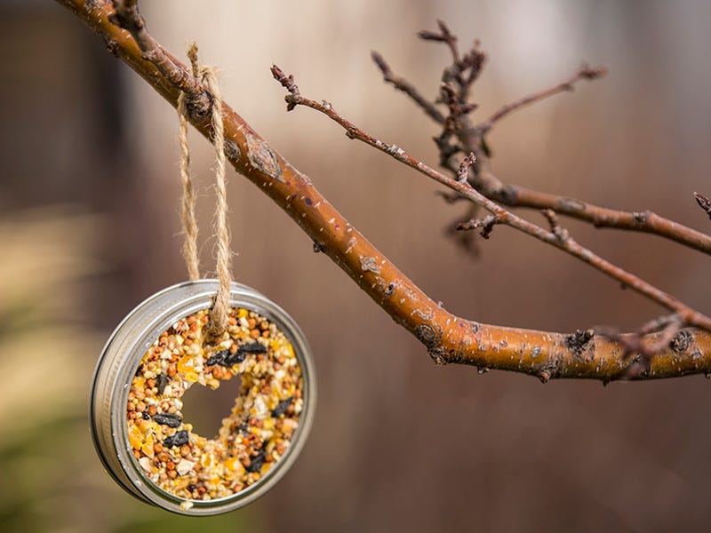 DIY: Bird Seed Ornaments