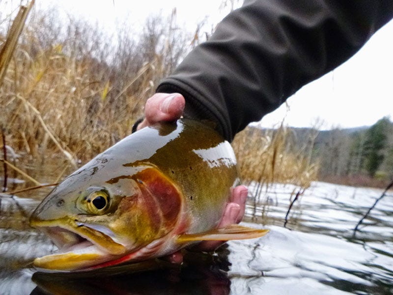 cda-river-report-11-30-16c