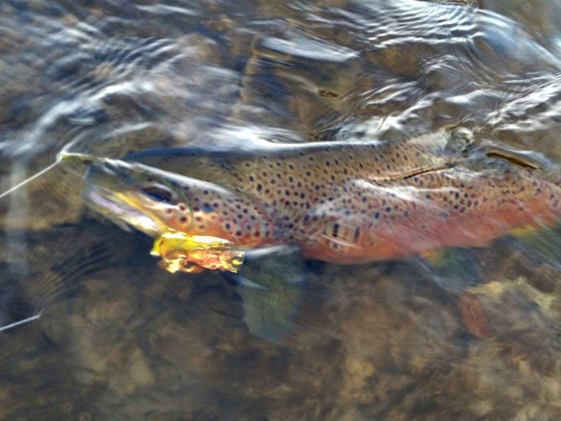 mo-river-report-11-17-16