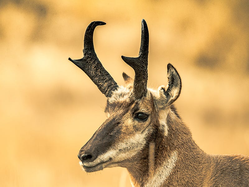 Four Steps to Planning an Out of State Hunt