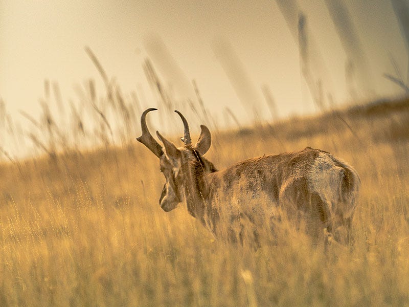 planning-your-first-out-of-state-hunt-f
