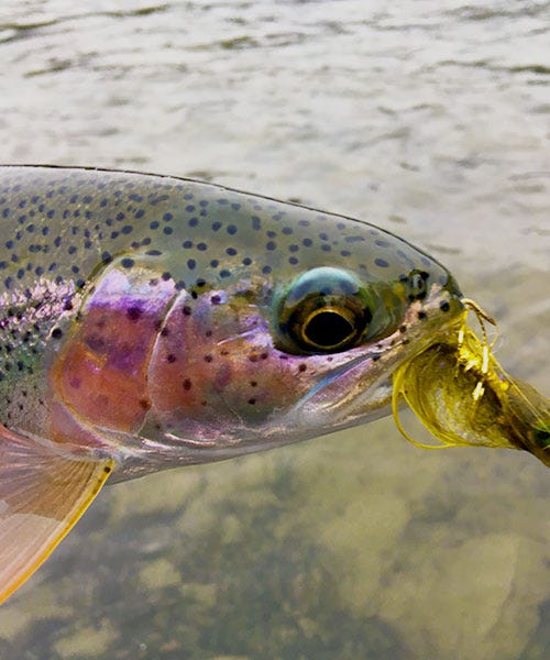 ponderay_fishing_report_1-31-17_a