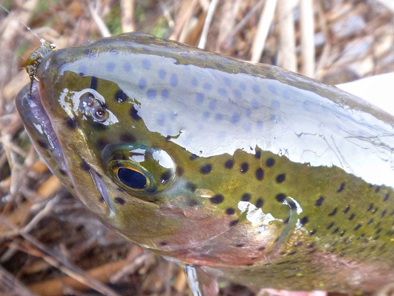 Rocky Ford River Report 1.25.2017