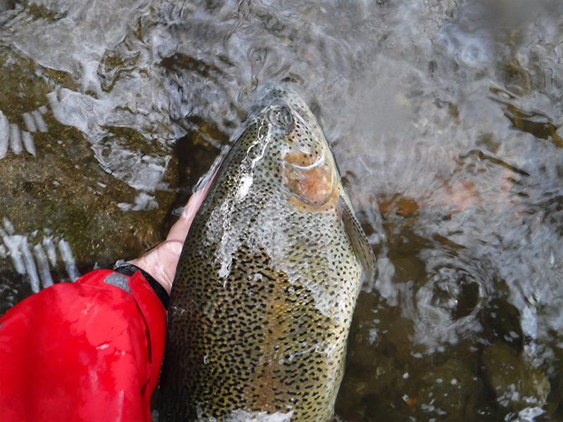 Spokane River Report 11.18.16