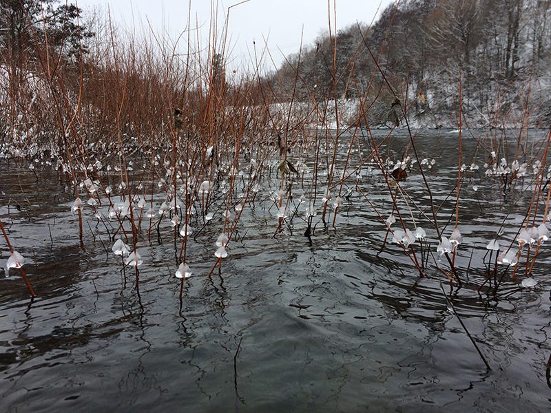 Spokane River Report 12.13.16
