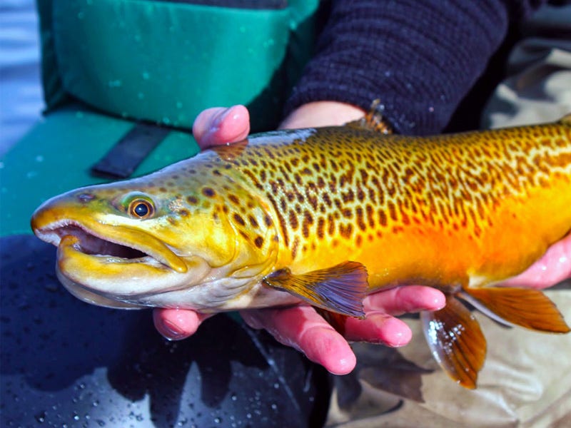 stillwater_steelhead_alternatives_img4