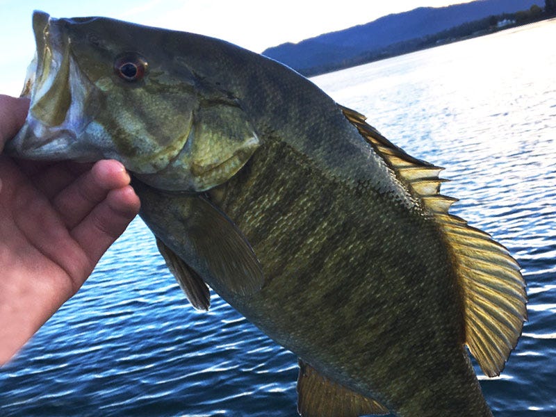 Pend O'reille River Report 11.9.16