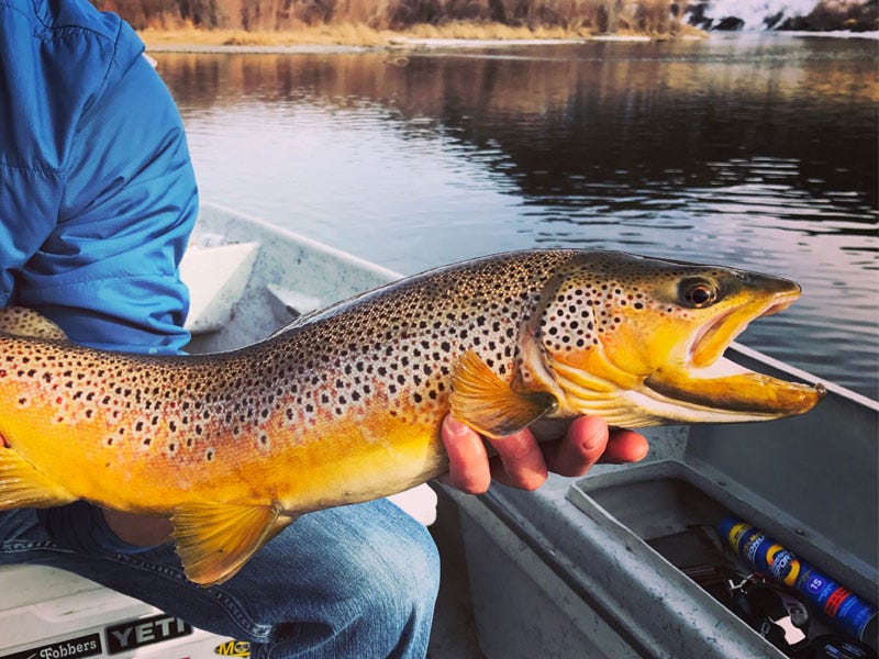 True or False? Fly Fishing Myths Exposed