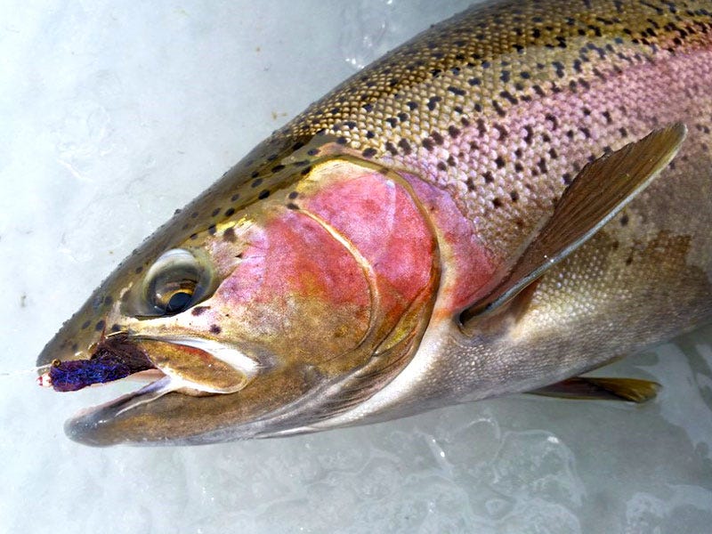 Missouri River Fishing Report 2.7.17