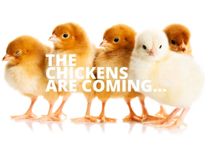 the-chickens-are-coming