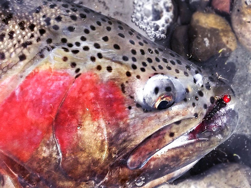 Ice Out: Fish On!