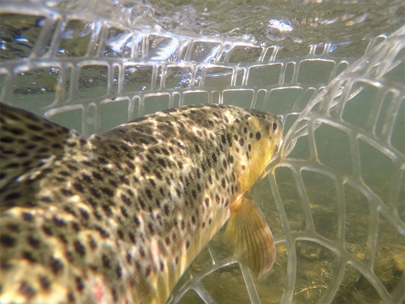 2017 Fly Fishing Classes in Sandpoint, ID