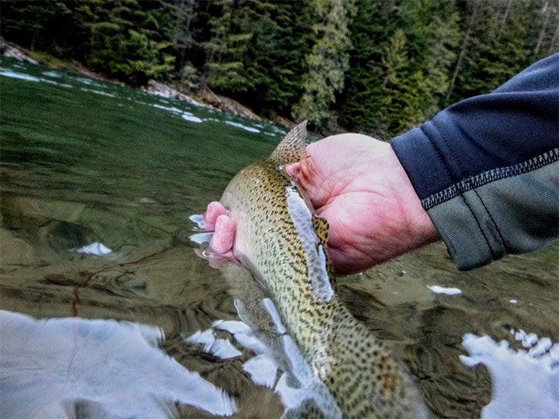 Coeur d'Alene River Report 4.19.17