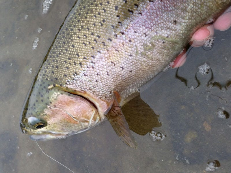 Missouri River Fishing Report 4.6.2017