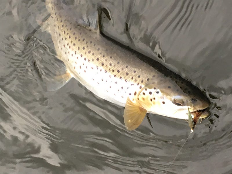 Lake Cocolalla Fishing Reports 4.23.2017