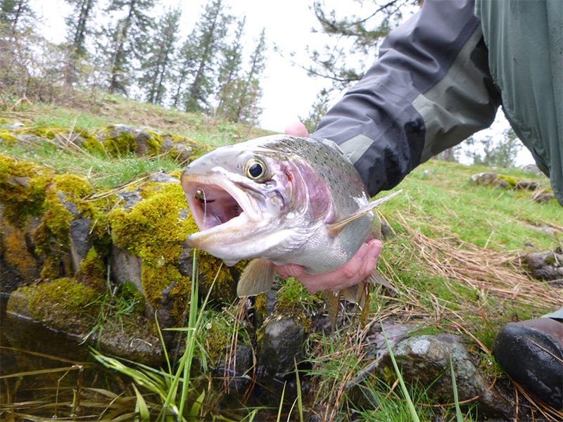 Medical Lake Fishing Report 4.25.17